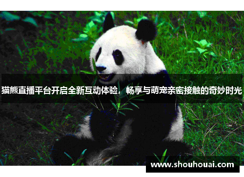 猫熊直播平台开启全新互动体验，畅享与萌宠亲密接触的奇妙时光